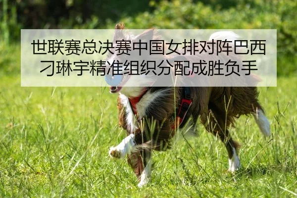 世联赛总决赛中国女排对阵巴西 刁琳宇精准组织分配成胜负手